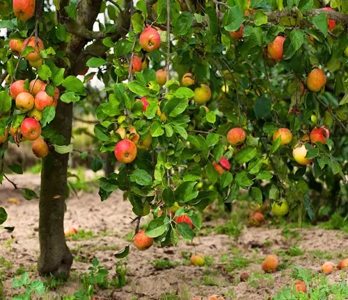 Apple Tree