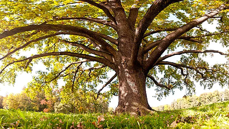 English Oak Tree