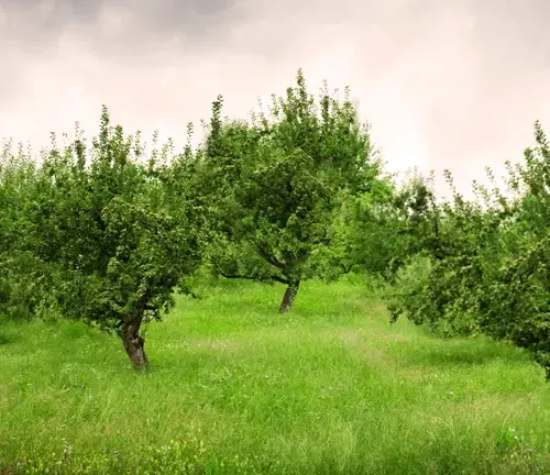 Apple Tree