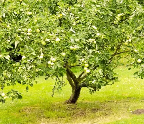 Malus dom. 'Granny Smith' Apple Tree