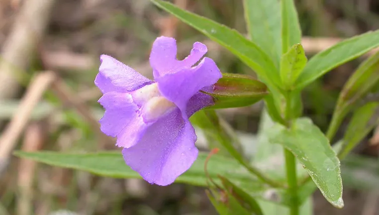 Allegheny Monkeyflower