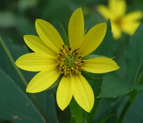 Thin-leaved Sunflower