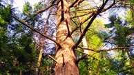 Eastern White Pine Wood