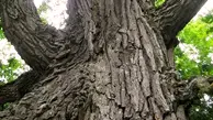 Bur Oak Wood