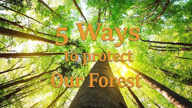 5 Ways to Protect Our Forests