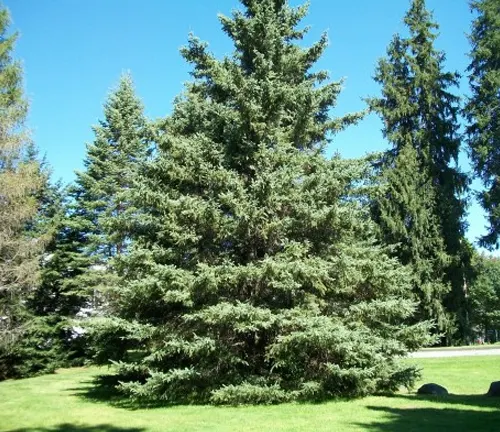 Spruce Tree