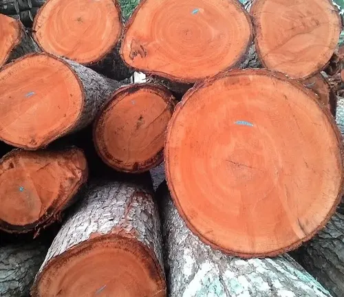 Mahogany Cant Lumber