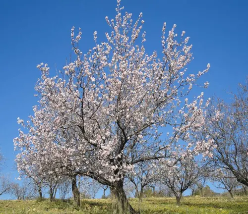 Carmel Almond Tree