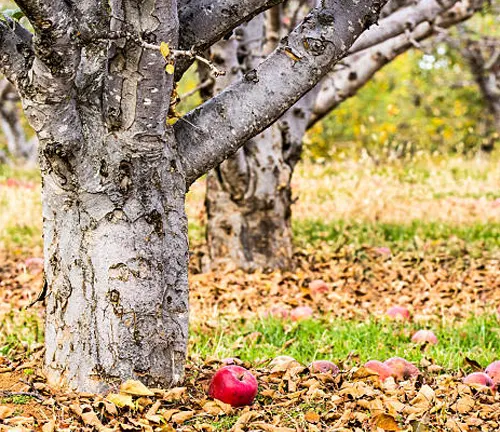 Apple Tree