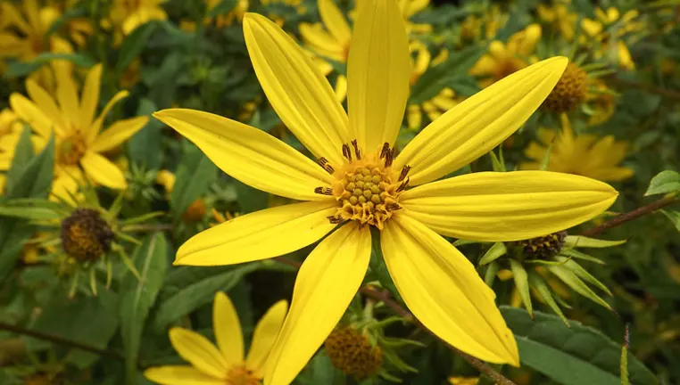 Woodland Sunflower