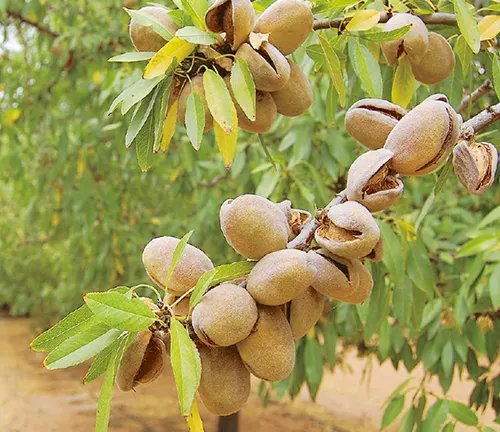 Nonpareil Almond Tree