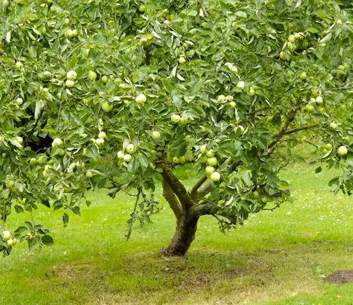 Apple Tree