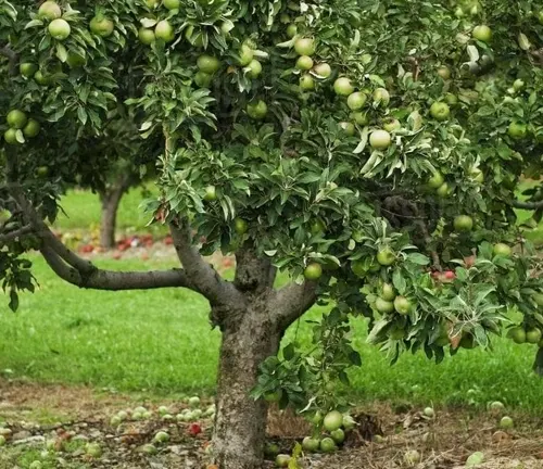 Granny Smith Apple Tree –