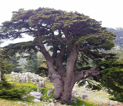 Cedar Tree