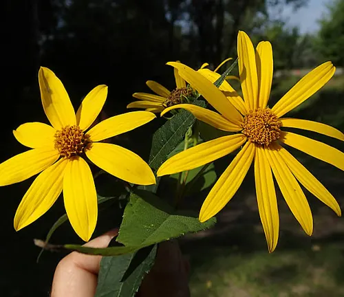 Pale-leaf Woodland Sunflower