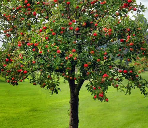 Apple Tree