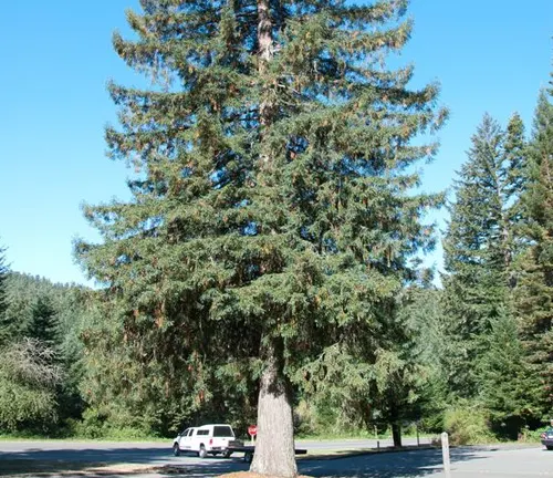 Spruce Tree