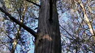 Atlantic White Cedar Wood