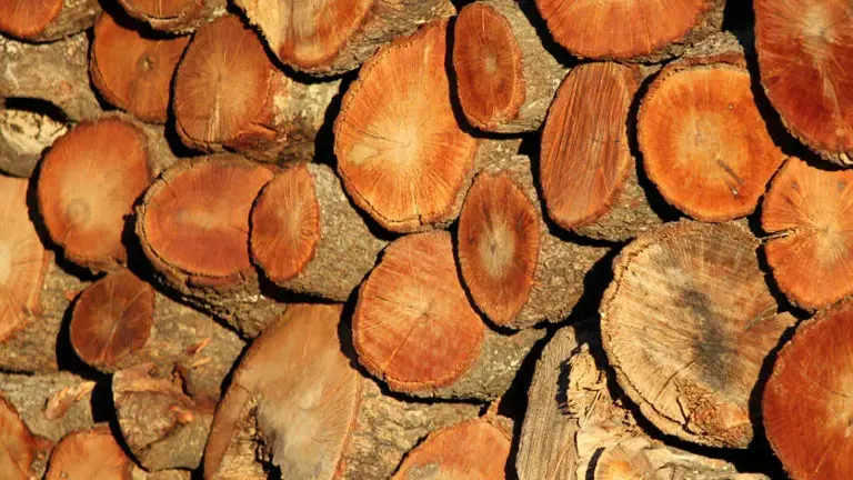 Different Types of Wood for Burning and their Characteristics