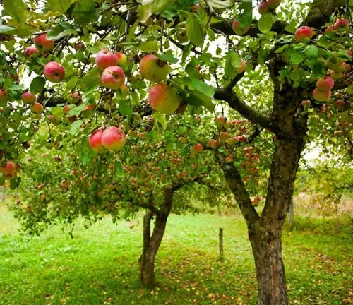 Apple Tree