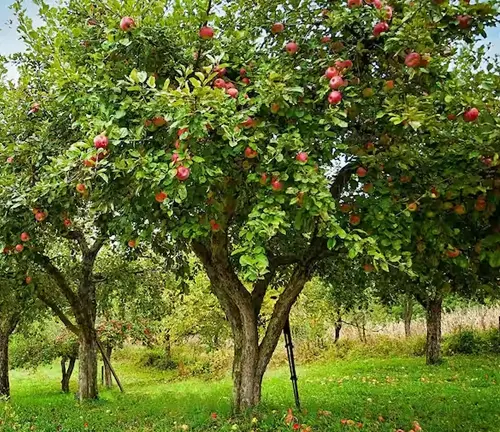 Apple Tree