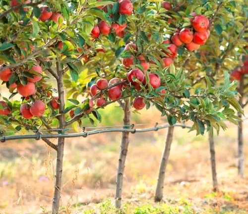 Apple Tree