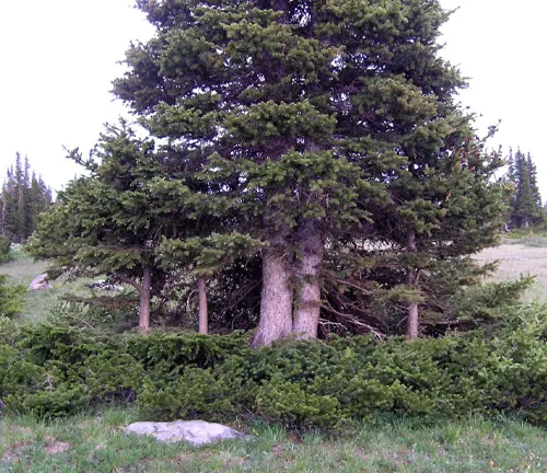 Spruce Tree