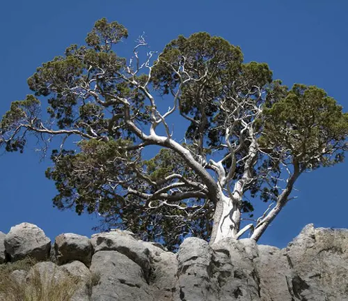 Cedar Tree