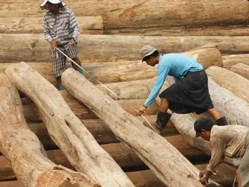 Plantation Teak Wood