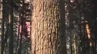 Sugar Pine Wood