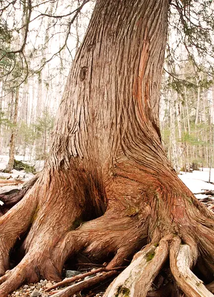 Is Cedar a Hardwood?