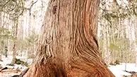 Northern White Cedar Wood