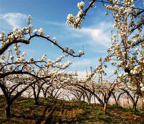 Asian Pear Tree