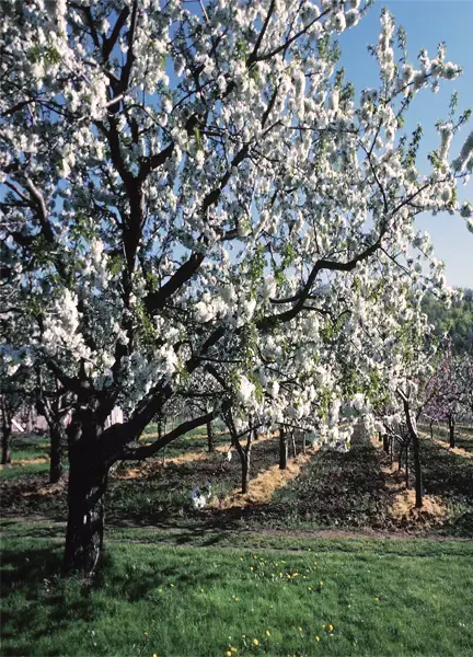 Asian Pear Tree