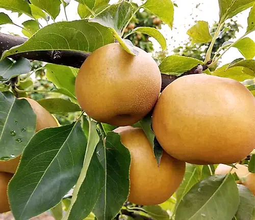 Asian Pear Tree