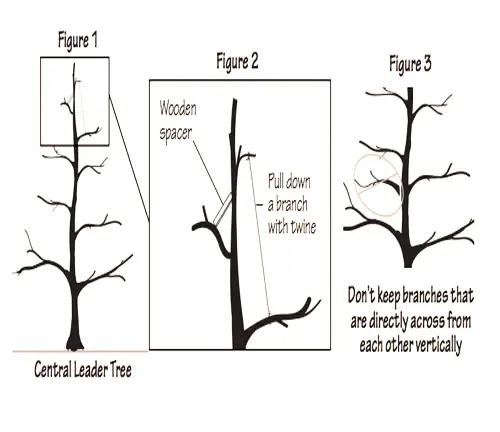 Asian Pear Tree