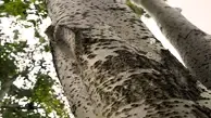 Aspen Poplar Wood