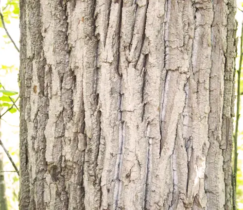 Balsam Poplar Wood