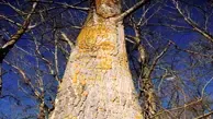 Balsam Poplar Wood