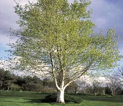 Paper Birch Trees: How To Safely Harvest Birch Bark