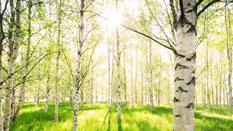 Birch Tree