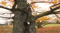 Black Maple Wood