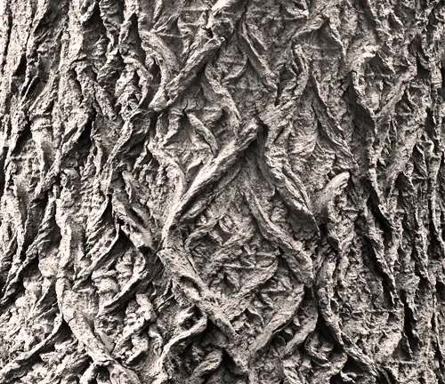 Black Poplar Wood