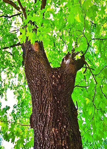 Box Elder Maple wood