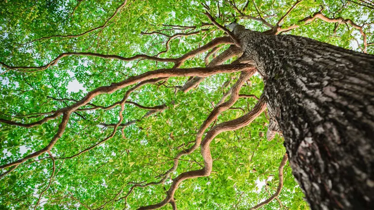 Box Elder Maple