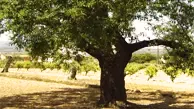 Carmel Almond Tree