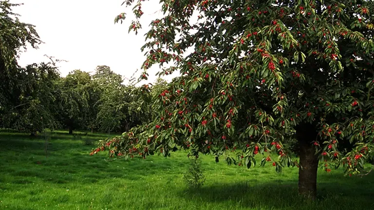 Cherry Tree