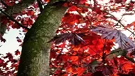 Crimson King Maple Wood