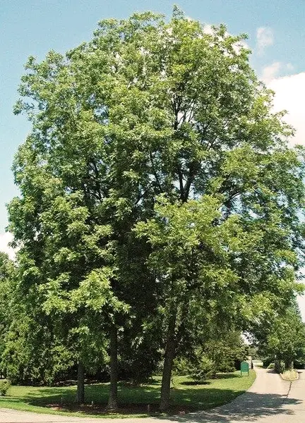 Desirable Pecan Tree