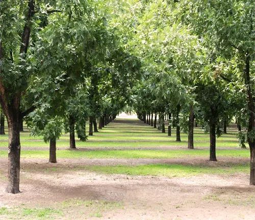 Desirable Pecan Tree